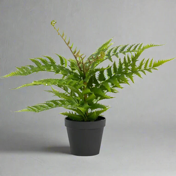 Artificial Unfurling Fern in Black Pot - YF21768 - Uneeka